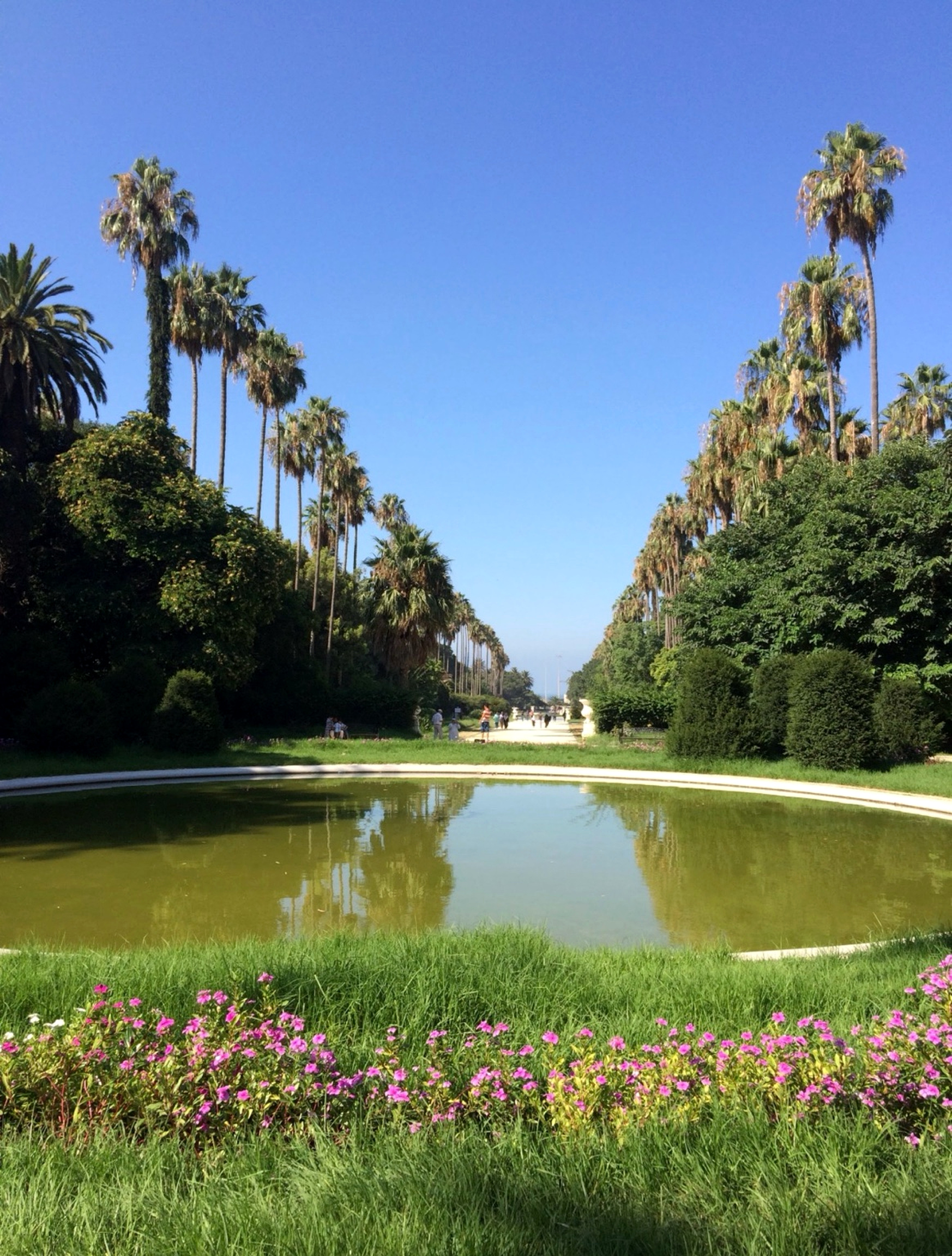 Palm-lined garden with a reflecting pool in Algeria